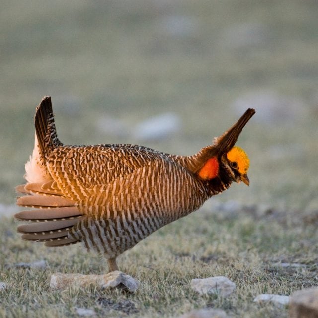 Lesser Prairie Chicken