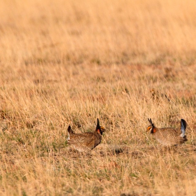 Lesser Prairie-Chicken lek
