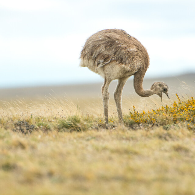 Lesser Rhea, Pali Aike
