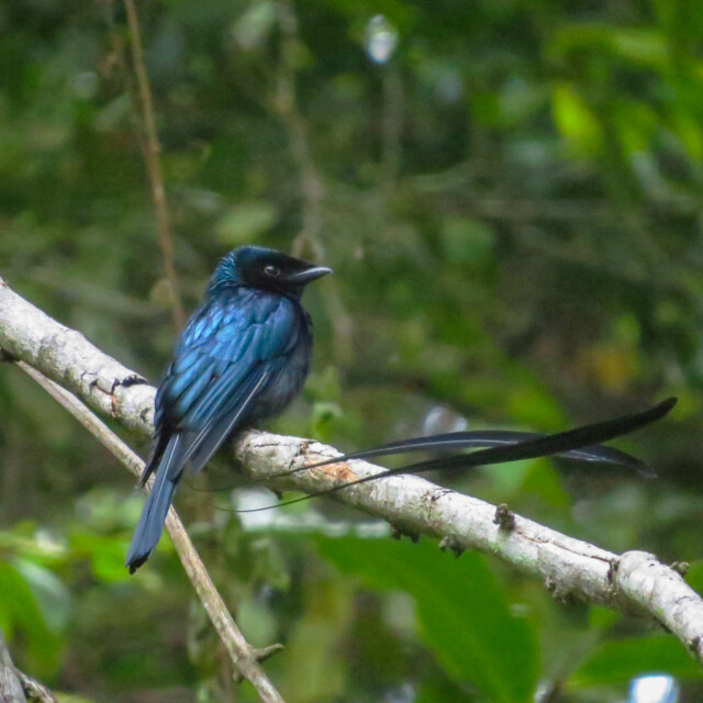 Lesser Racket-tailed Drongo