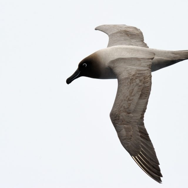 Light-mantled Sooty Albatross flying