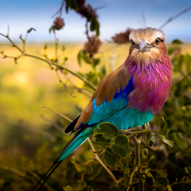 Lilac-breasted Roller