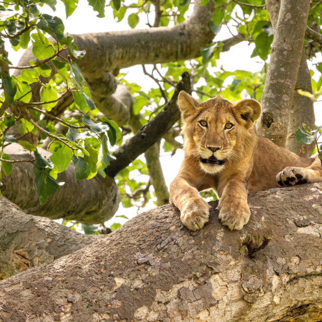 Juvenile lion in a tree. The Ishasha sector of Queen Elizabeth National Park is famous for the tree climbing lions, who climb to escape heat and insects, and have a clear vantage point. Uganda.