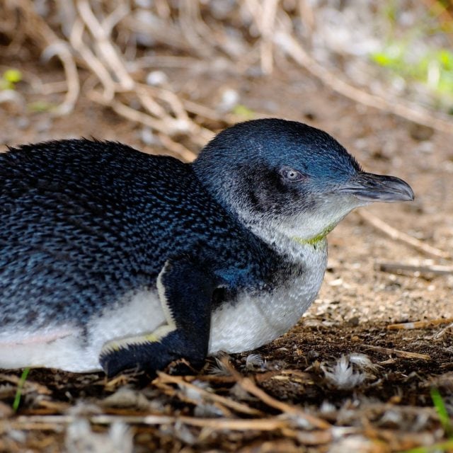 Little Penguin