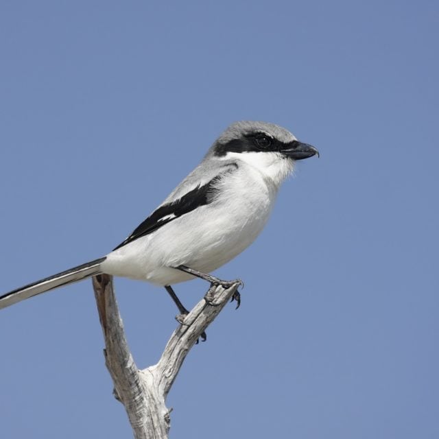 Loggerhead Shrike