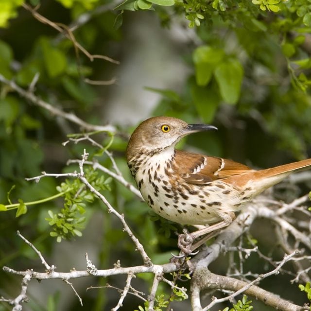 Long-billed Thrasher
