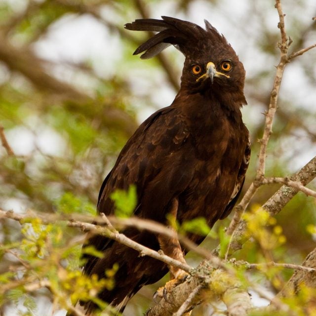 Long-crested Eagle