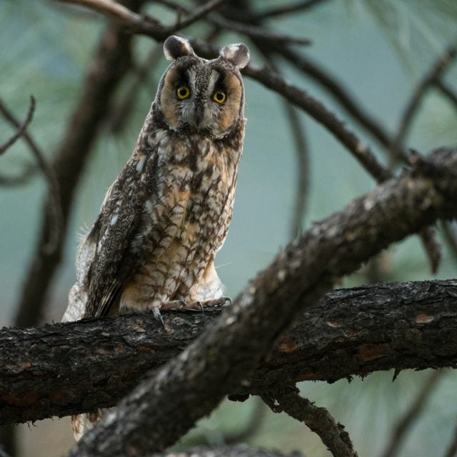 Long-eared Owl