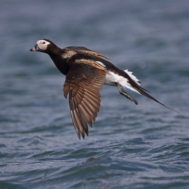 Long-tailed Duck