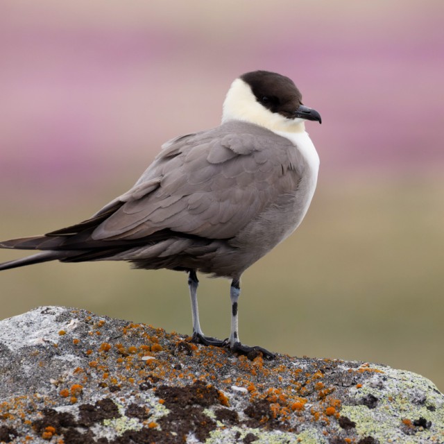 Long-tailed Jaegar