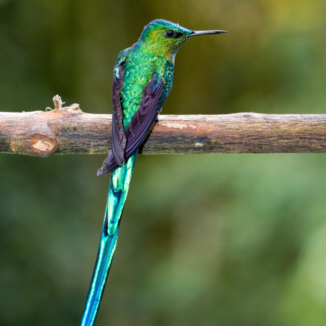 Long-tailed Sylph