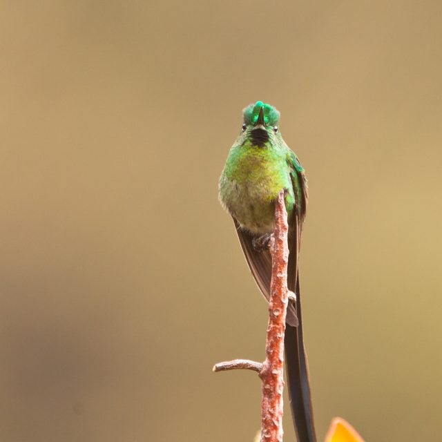 Long-tailed Sylph