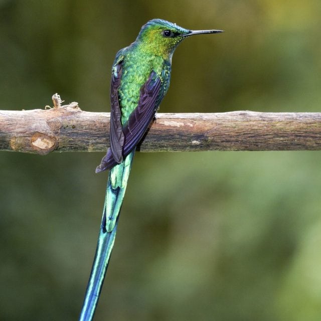 Long-tailed Sylph