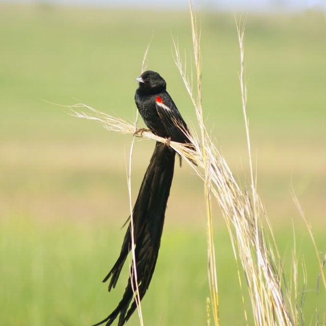 Long-tailed Widowbird