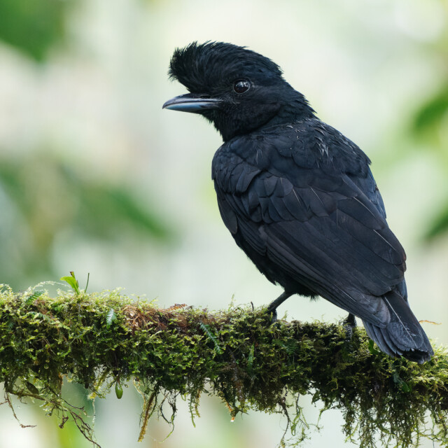 Long-wattled Umbrellabird - Cephalopterus penduliger, Cotingidae, Spanish names include pajaro bolson, pajaro toro, dungali and vaca del monte, rare black bird, resides in humid to wet forest.