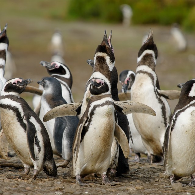 Magellanic Penguins