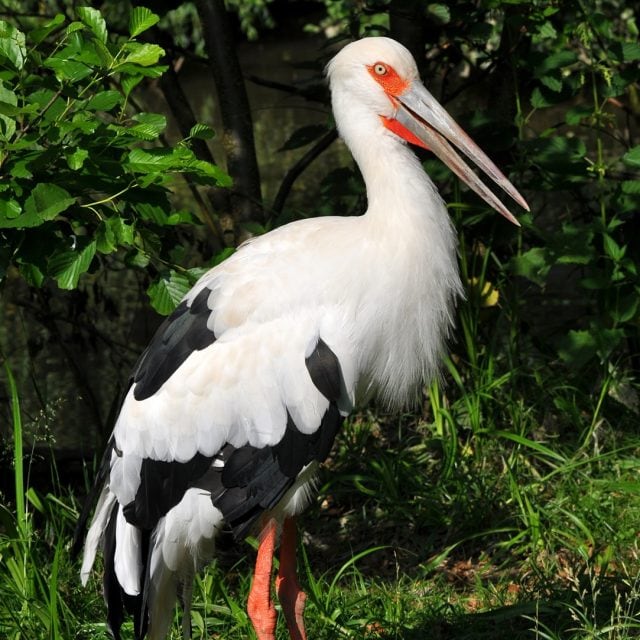 Maguari Stork