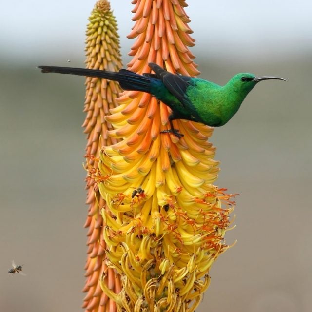 Malachite Sunbird and bees feeding on an Aloe Flower