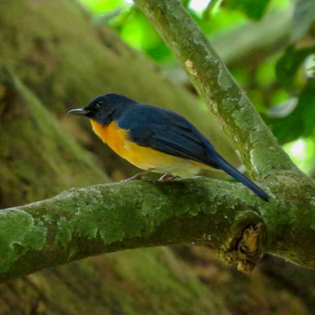 Mangrove Blue-Flycatcher