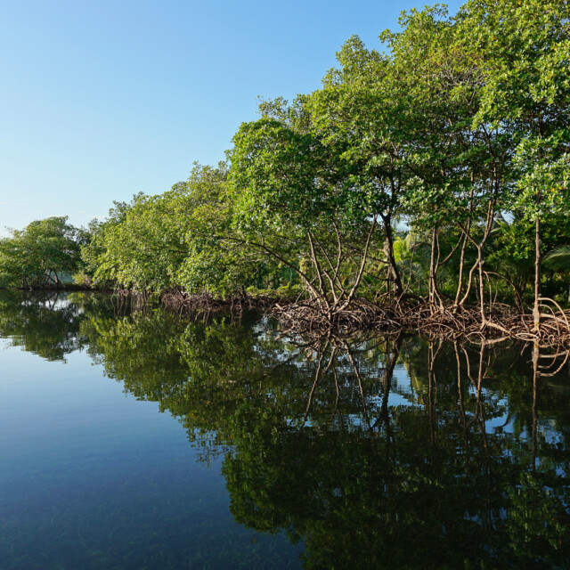 Mangrove trees along the shore reflected in water surface of the Caribbean sea, Panama, Central America