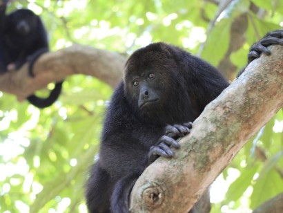 Costa Rica & the Panama Canal Cruise