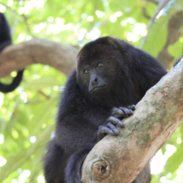 Black Howler Monkeys in Belize