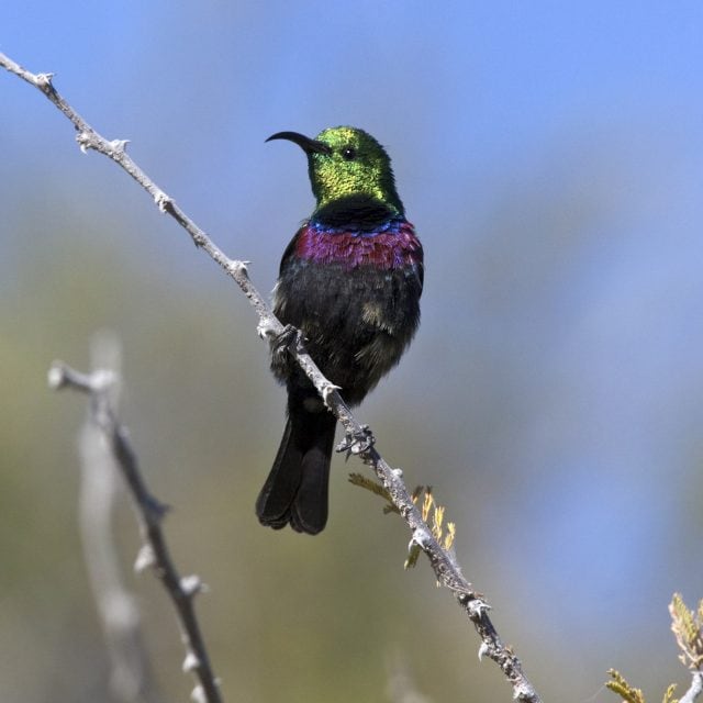Marico Sunbird (Cinnyris mariquensis) Etosha National Park in Namibia.