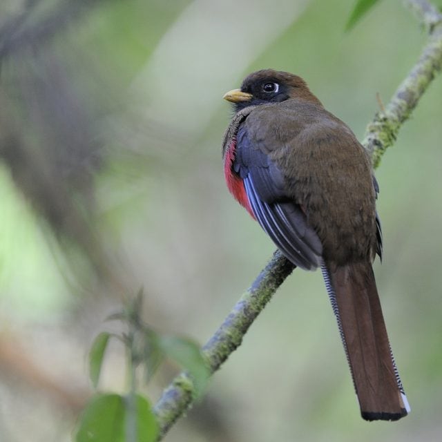 Masked Trogon