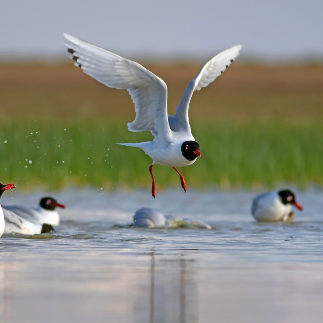 Mediterranean Gull
