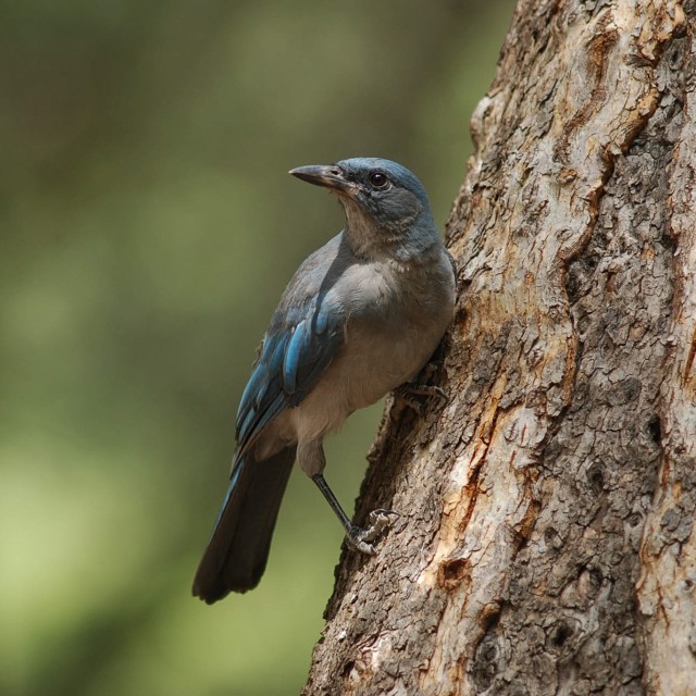 Mexican Jay