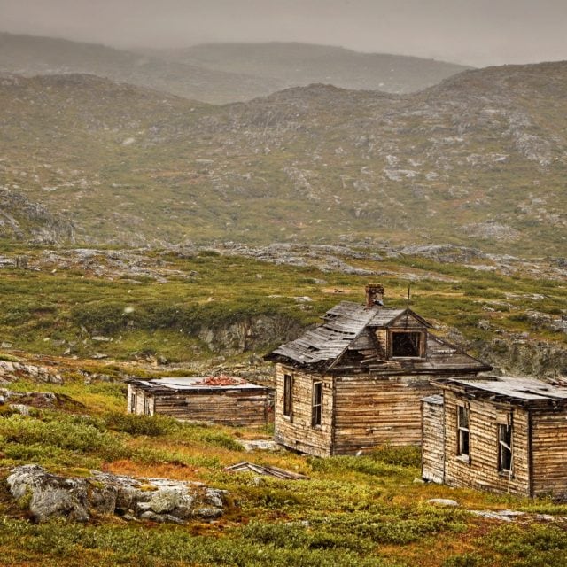 Labrador © Michelle Valberg