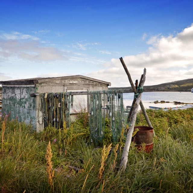 Labrador © Michelle Valberg