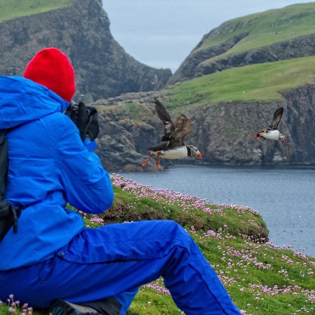 Atlantic Puffins, Fair Isle, Shetland