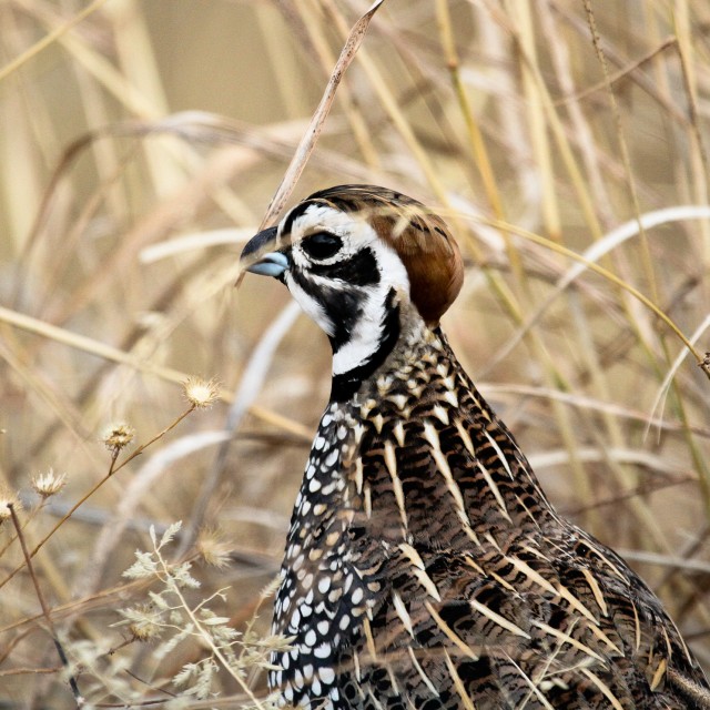 Montezuma Quail