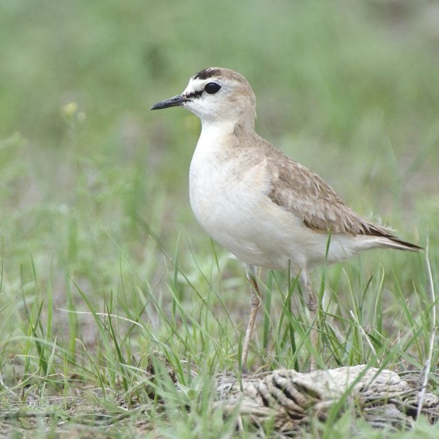 Mountain Plover