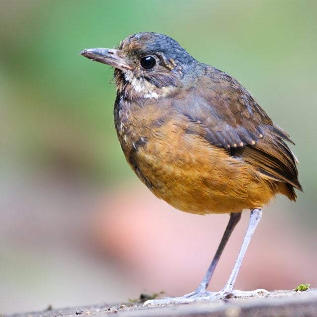 Moustached Antpitta