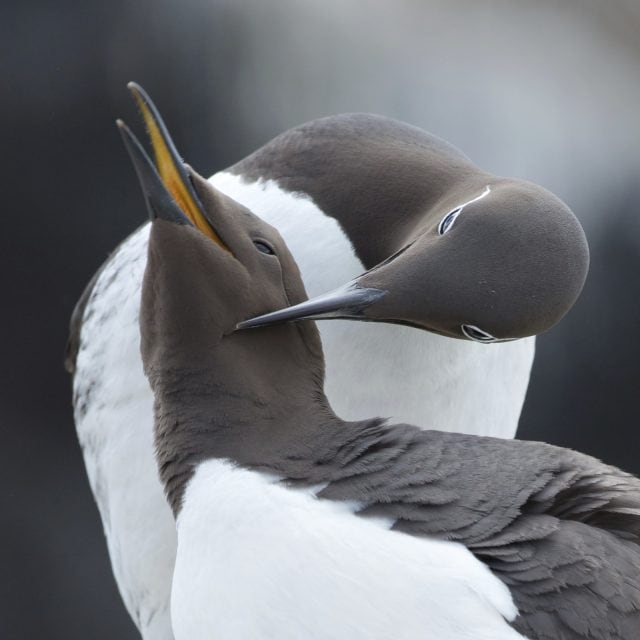 Murres