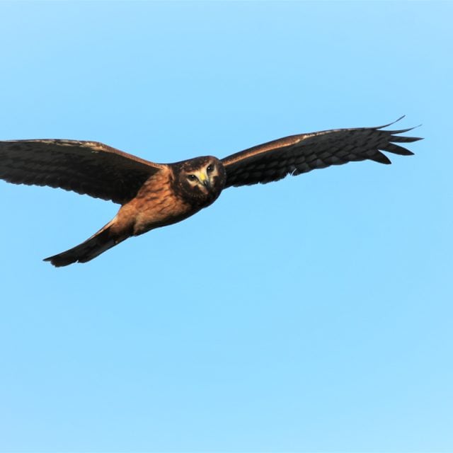 Northern Harrier © Yousif Attia