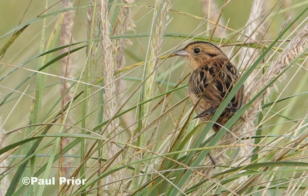 Nelson's Sparrow