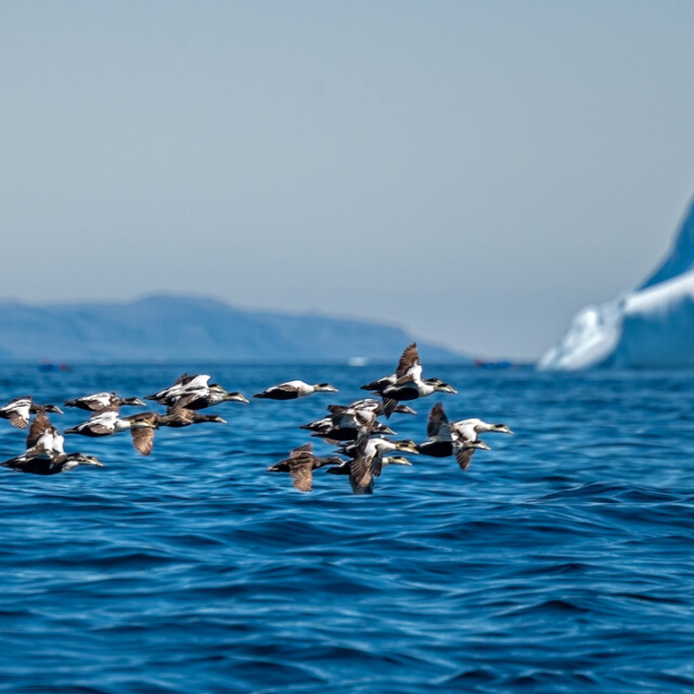 Eiders and iceberg