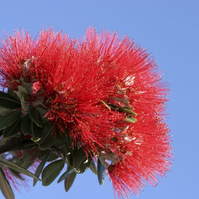 New Zealand Christmas tree