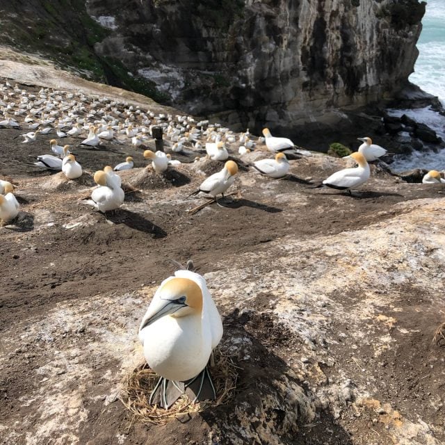 Gannets