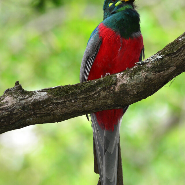 Narina Trogon