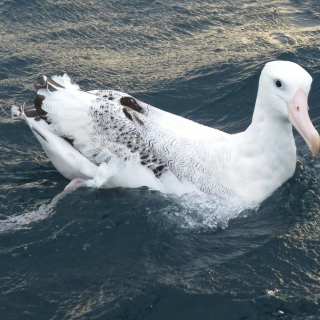 New Zealand Albatross