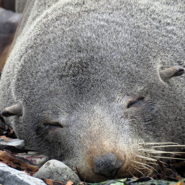 New Zealand Fur Seal