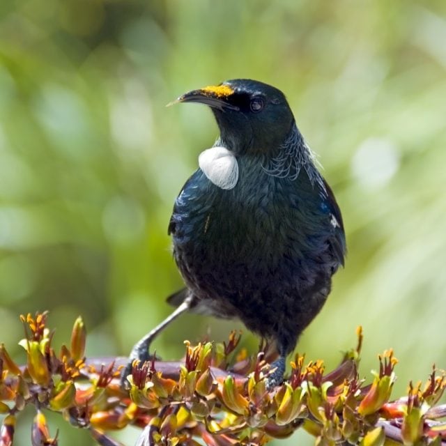 Tui