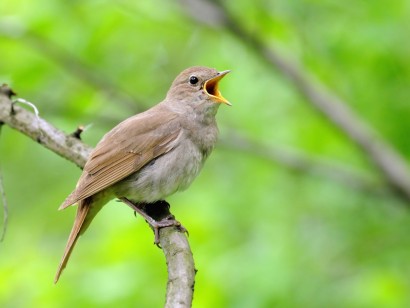 England Birds & Gardens: Southeast