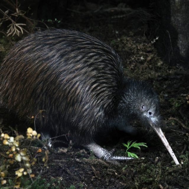 North Island Brown Kiwi