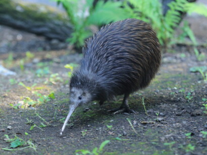 New Zealand: North Island