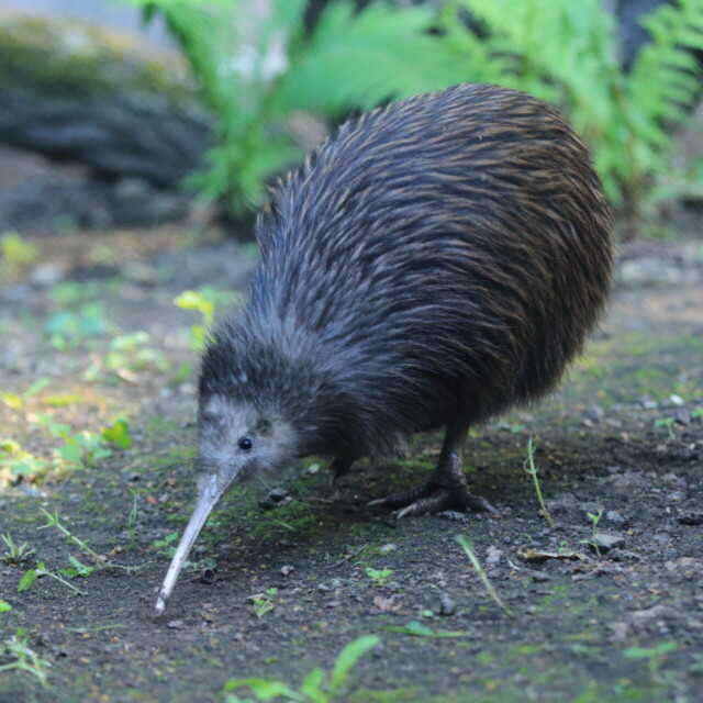 North Island Brown Kiwi